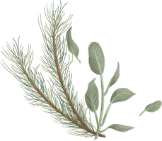 Alpha Pinene