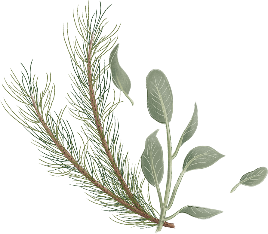 AlphaPinene-transparent