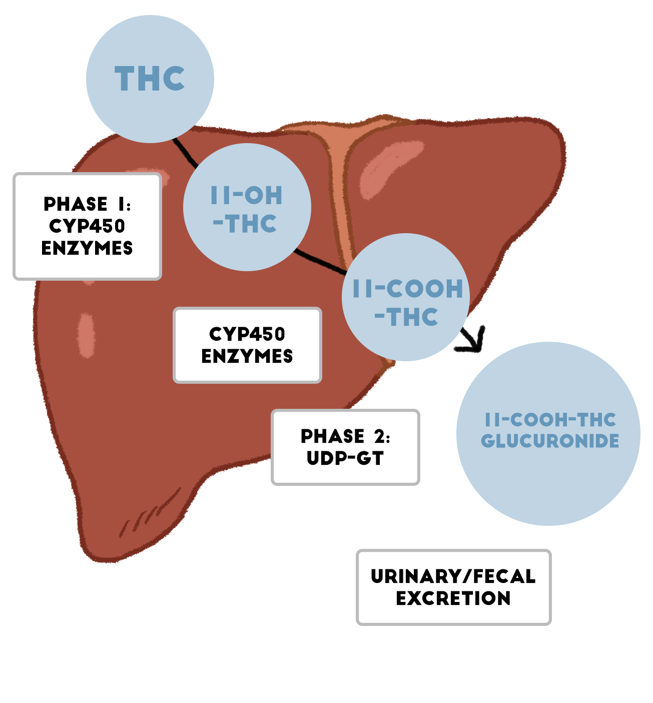 Liver-THCPath