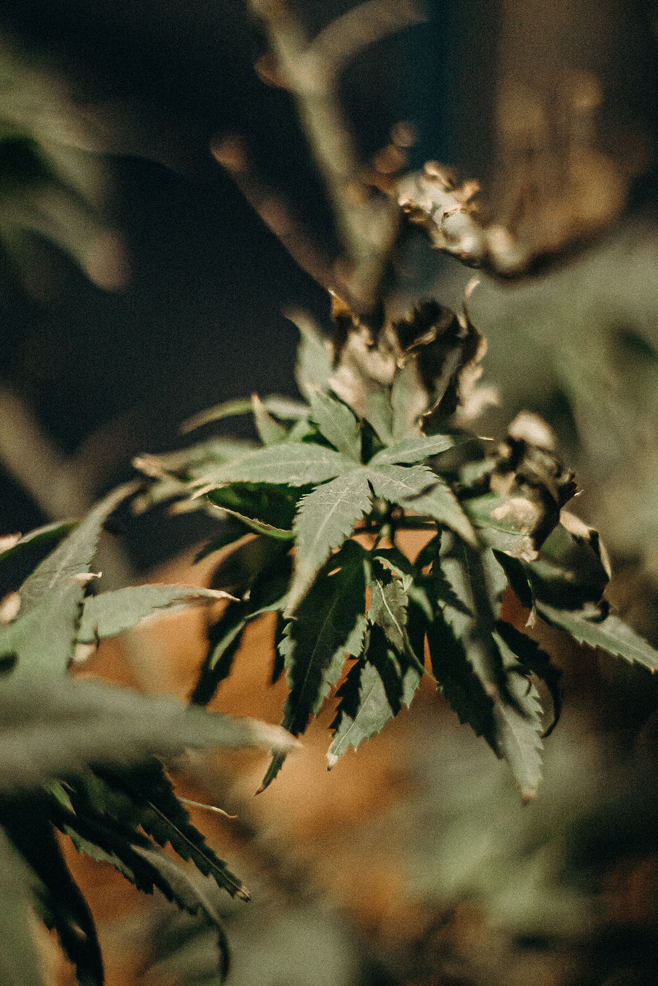 CannabisPlant1
